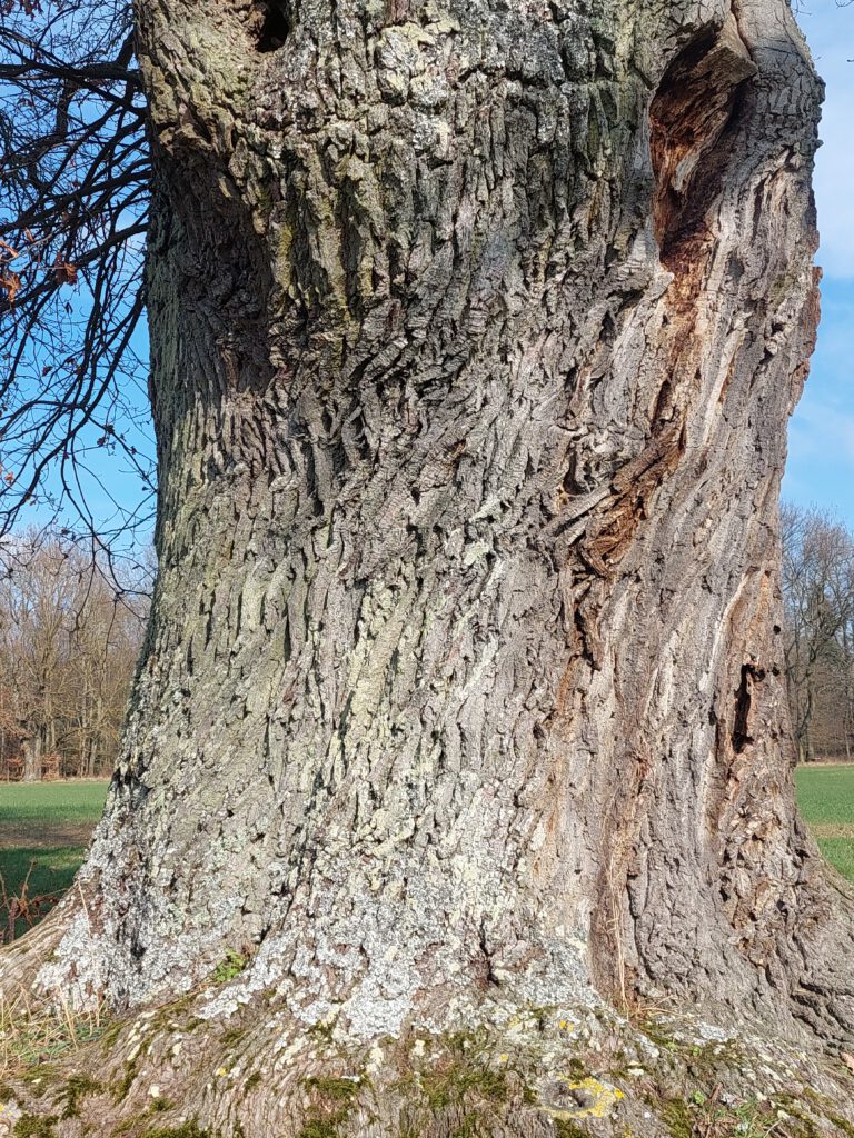 Imagen de un grueso tronco de árbol